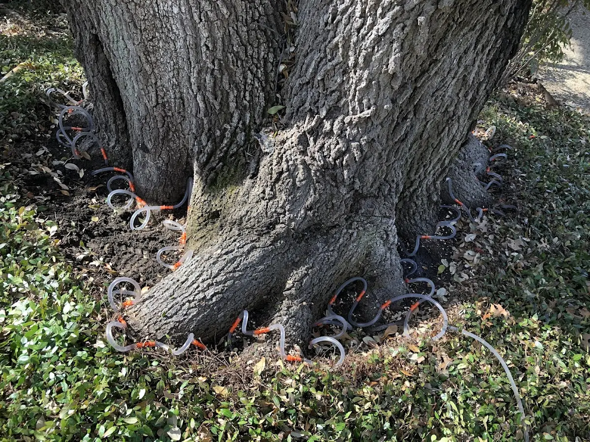 Detailed Tree Cabling and Bracing job site in Kilauea