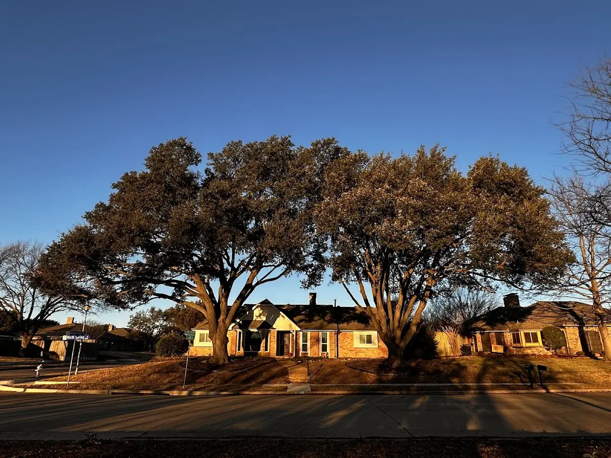 Established residential canopy tree shading a home in Kilauea